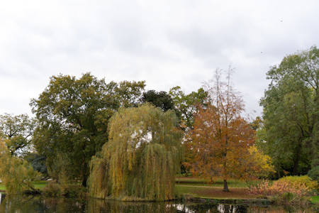 Land, Nature, Outdoors, Plant, Pond, Tree, Vegetation, Water, Willow